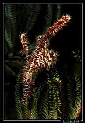 Solenostomus paradoxus, Gato Island, Malapascua. Il love ... by Daniel Strub 
